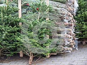 Christmas tree sale at the Christmas market