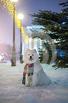 Christmas tree and Samoyed dog