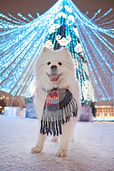 Christmas tree and Samoyed dog