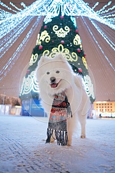 Christmas tree and Samoyed dog