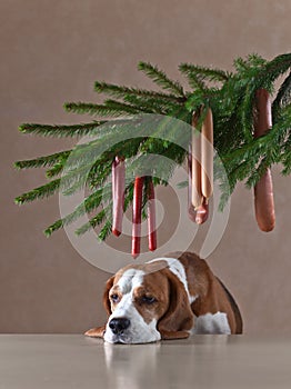 Christmas tree with sausages and lonely dog