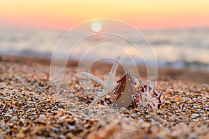 Christmas tree shell and starfish on the seashore. Christmas night on the beach.