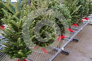 Christmas tree shrubs on display