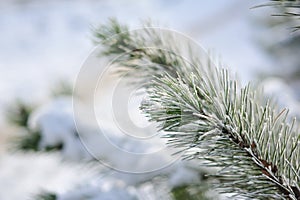 Albero di natale la neve 