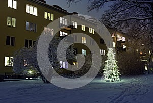 Christmas Tree in Snow