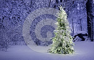 Christmas Tree in Snow