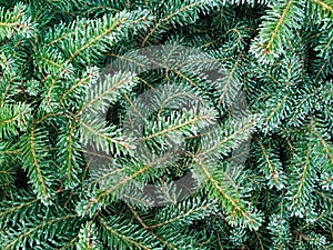 Christmas Tree in snow background. Branch of fir tree covered with snow, closeup. Selective focus.