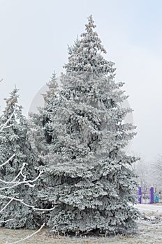 Christmas tree in the snow in a city park
