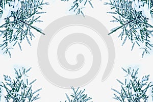 Christmas tree in the snow isolated on a white background. greeting card