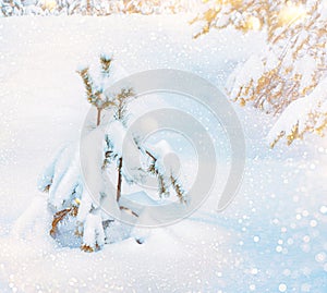 Christmas tree in the snow. Landscape. Frozen winter forest with snow covered trees
