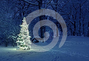 Christmas Tree in Snow