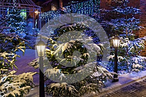 Christmas tree in the snow