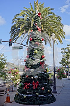 Christmas tree in SoCal photo