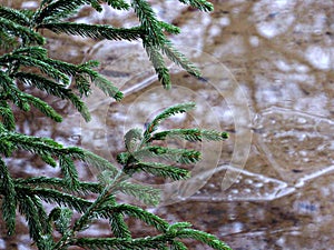 Christmas tree standing on the border with water