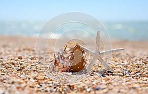 Christmas tree toy with a shell and a starfish on the seashore. tropical countries.