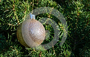 Christmas tree toy white silver ball hanging on green Canadian spruce Picea glauca Conica. Nature concept for Christmas and New Ye