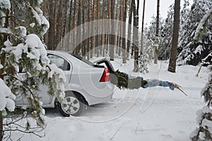 Christmas tree transportation in the car trunk. Christmas fir from forest covered snow