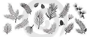 Christmas tree vector branches, fir and pine cones, evergreen set, holiday decoration, black winter symbols. Nature illustration