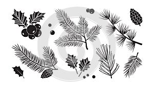 Christmas tree vector branches, fir and pine cones, holly berry, evergreen set, holiday decoration, black winter leaf and twig.