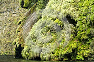 Christmas Tree Waterfall In The Sumidero Canyon photo