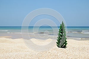 Christmas tree on the white sand beach on the background of blue sea and sky on a sunny day.