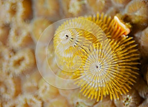Christmas Tree Worm