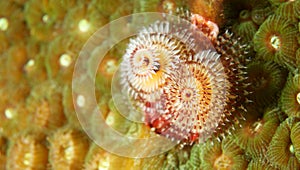 Christmas Tree Worm