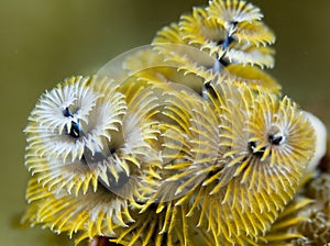 Christmas Tree Worm
