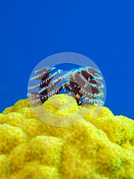 Christmas Tree Worm with copy space photo