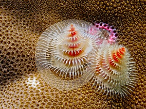 Christmas tree worm on a coral reef