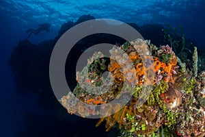 Christmas tree worm diver scene