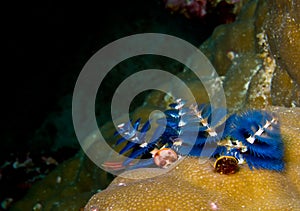 Christmas Tree Worm