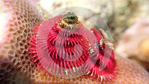 Christmas tree worm pink color on a hard coral porites close up on the plume