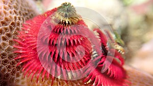 Christmas tree worm pink color on a hard coral porites close up on the plume
