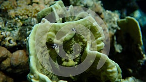 Christmas tree worm (Spirobranchus giganteus) and plate fire coral (Millepora platyphylla) undersea, Red Sea