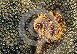 Christmas Tree Worm & Star Coral