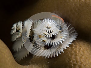 Christmas tree worm