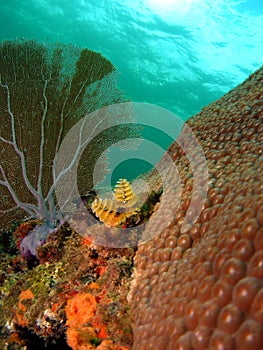 Christmas Tree Worms