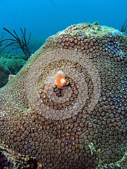 Christmas Tree Worms