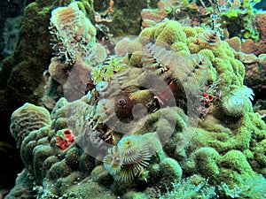 Christmas tree worms