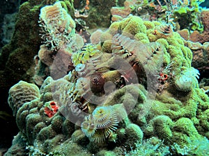 Christmas tree worms photo