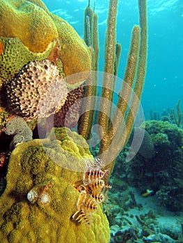 Christmas tree worms photo