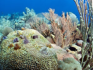 Christmas tree worms