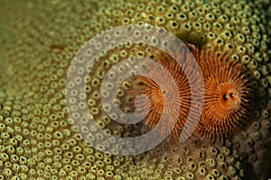 Christmas Tree Worms