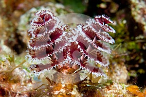 Christmas Tree worms