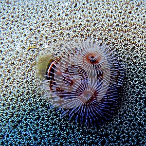 Christmas tree worms