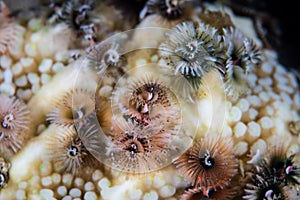 Christmas Tree Worms and Coral