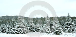 Christmas trees photo