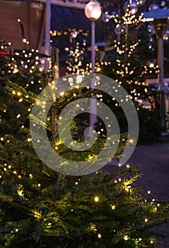 Christmas trees with bokeh lights at christmas market Christkindlmarkt at Merano, South Tyrol / Italy Meran, SÃ¼dtirol
