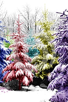 Christmas Trees Colorized